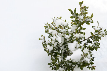 Green bush covered with snow on a white snowy background. Snow on the branches.