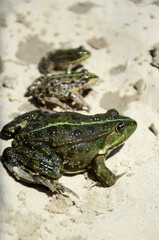 Large green frog with selective sharpness. Three frogs sit on the sand.
