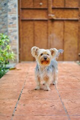 yorkshire terrier sitting on the grass
yorkshire terrier on the grass
yorkshire terrier puppy