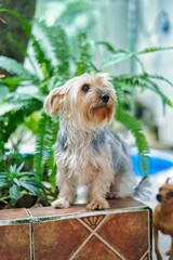 yorkshire terrier sitting on the grass
yorkshire terrier on the grass
yorkshire terrier puppy