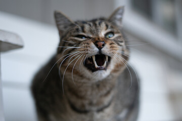 A closeup shot of a striped roaring cat on the blurred background