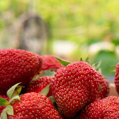 Red ripe juicy delicious strawberries in a bowl.Close-up.Vegetarian, vegan and raw food and diet concept.