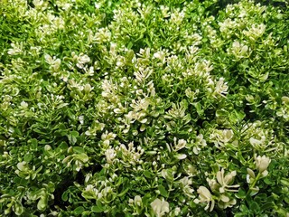 A bunch of tiny green leaves. 