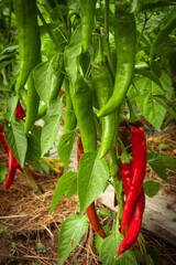 Capsicum frutescens. Growing plant detail. Garden bed, greenhouse.  Green leaves. Spicy bio capsicums. Capsaicin, carotene.