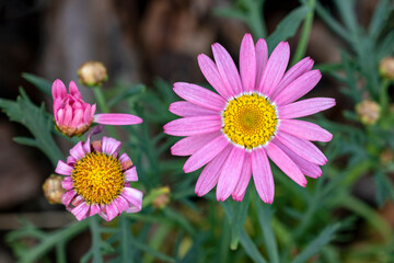 pink and white flower