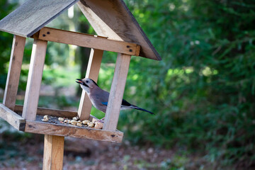 Jay Garrulus glandarius in the nature. A bird with blue wings eats food in a wooden house.