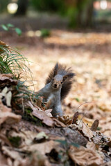 Funny fluffy squirrel with nut in teeth on a ground covered with colorful leaves on magical autumn background.