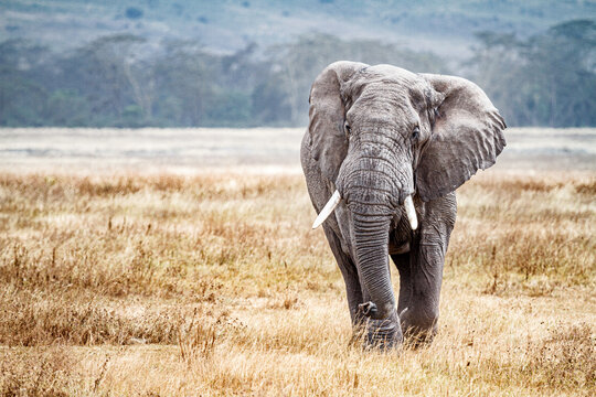 アフリカゾウ Images Browse 1 003 Stock Photos Vectors And Video Adobe Stock