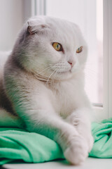 The Scottish white folded cat lies with its paws folded on the window on warm green clothes and looks curiously out the window. High quality photo