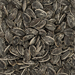 Textur Sonnenblumenkerne -  Sonnenblumen Muster Hintergrund