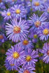 Obraz premium European Michaelmas-daisy (Aster amellus) in garden