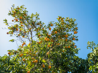 Fototapeta na wymiar Orange tree with fruits.