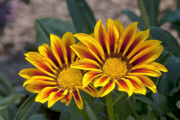 Treasure Flower (Gazania hybrida) in garden