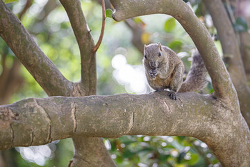 木の実を食べる樹上のリス