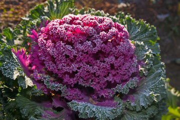 Kale (Brassica oleracea var. acephala) in garden