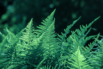 Fern leaves grow in the forest.