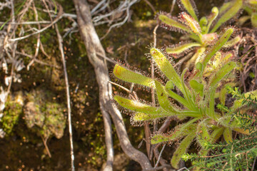 Some Drosera hilaris on the Table Mountain in Cape town, Western Cape of South Africa