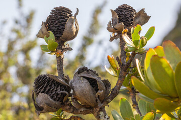 Cones of a Proteaceae on Table Mountain in the Western Cape of South Africa