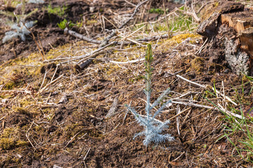 Spruce plant covered with woodcoat against insects