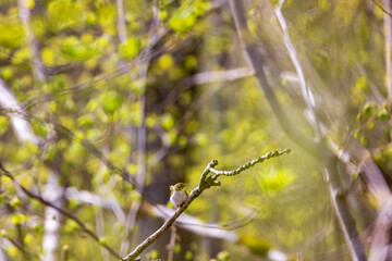 Leaf warbler in a sunny spring woodland