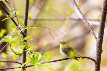 Willow warbler singing in a lush forest