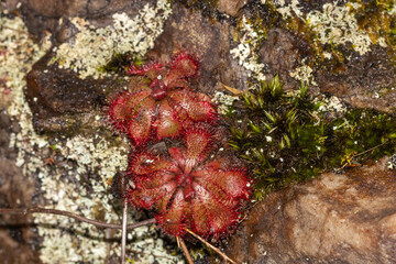 Two Drosera aliciae in Cape Town in the Western Cape of South Africa
