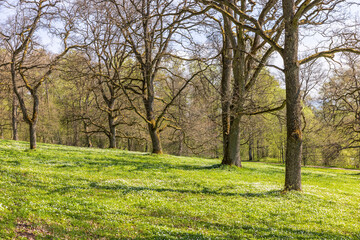 Fototapeta premium Trees in a parkland in the spring