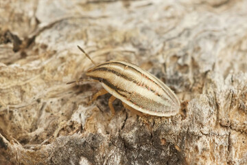 Closeup on a nymph of the Wheat bug, Aelia rostrata, sitting on a piece of wood