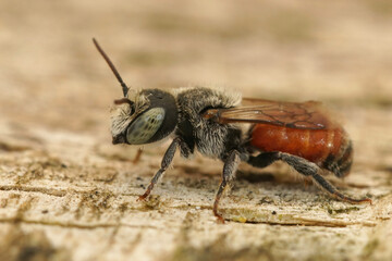 Closeup on a colorful green eyed male of the small red rein bee, Osmia andrenoides sitting on a piece of wood