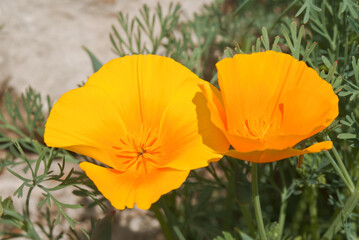 Fototapeta premium California Poppy (Eschscholtzia californica) in garden
