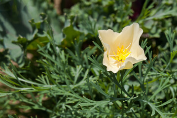 California Poppy (Eschscholtzia californica) in garden