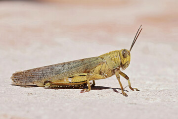Closeup on a large adult Egyptian locust, Anacridium aegyptium with it's typical striped eye, sitting on a stone