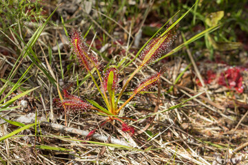 The Sundew Drosera capensis on Table Mountain in the Western Cape of South Africa