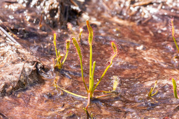 Drosera capensis growing in a layer of water on almost bare rocks south of Cape Town in the Western Cape of South Africa