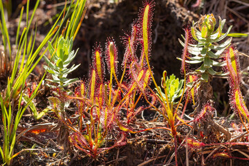 Naklejka na ściany i meble Group of Drosera capensis seen on the Table Mountain in the Western Cape of South Africa