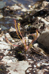 Single Drosera capensis in natural habitat on the Table Mountain in the Western Cape of South Africa