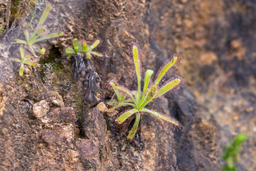 Carnivorous Plants: Drosera hilaris close to Cape Town in the Western Cape of South Africa