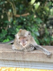 ape in Bali
