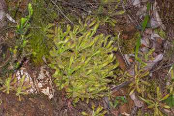 Group of Drosera hilaris seen on Table Mountain in the Western Cape of South Africa