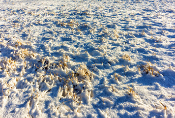 The dried meadow is covered with snow