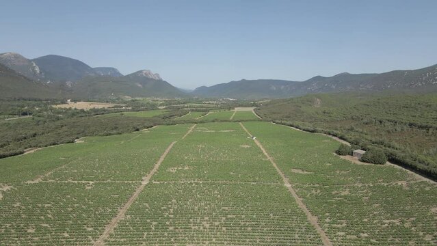 Low flight over green valley vineyard grape vines near French Pyrenees
