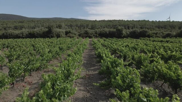 Low aerial over neat tidy rows of grape vines in French vineyard