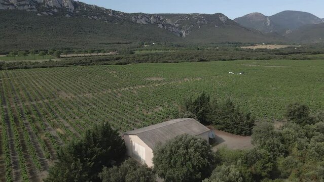 Aerial: Workers in vineyard field inspect grape vines before harvest