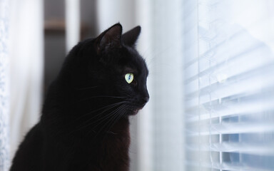 Side view of a black cat looking out the window.