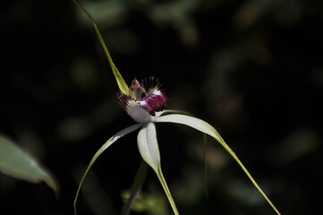Caladenia crossed with exerta - Protruding spider orchid
