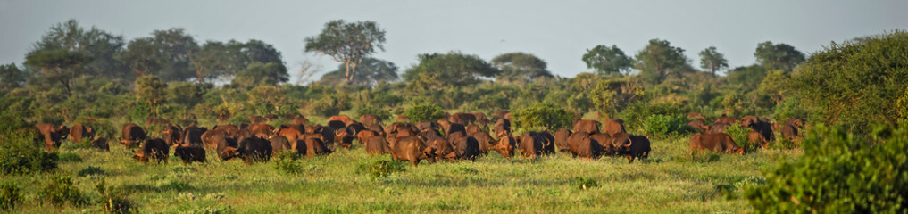 African Buffalo - Syncerus caffer, member of African big five from Tsavo East, Kenya.
