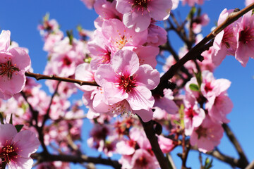Fototapeta na wymiar Nahaufnahme von blühenden Mandelblüten, Kirschblüten (Prunus dulcis)