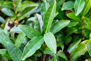 Fototapeta na wymiar Tea Camellia sinensis the upper leaves on the bushes. Green tea leaves on a branch.
