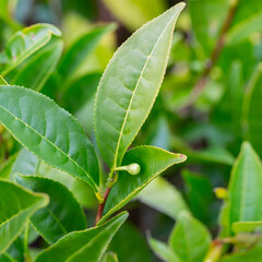 Tea Camellia sinensis the upper leaves on the bushes. Green tea leaves on a branch.