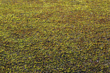 background of green or small grass